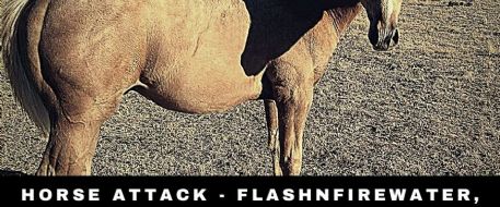 HORSE ATTACK - Flashnfirewater, a Palomino colt, shot in WY